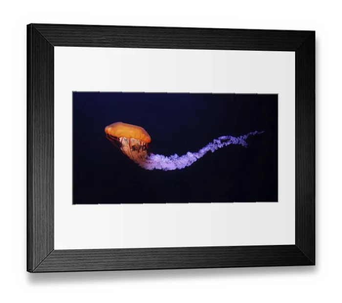 Framed Print : Black Jellyfish or Black Sea Nettle (chrysaora achlyos)