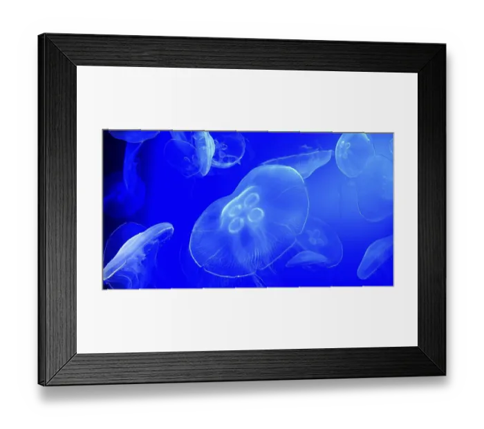 Framed Print : Common Jellyfish or Moon Jellyfish Framed Print : Common Jellyfish or Moon Jellyfish