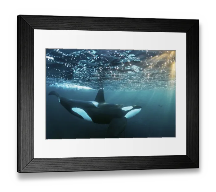 Framed Print : Orca (Orcinus orca) below the water surface
