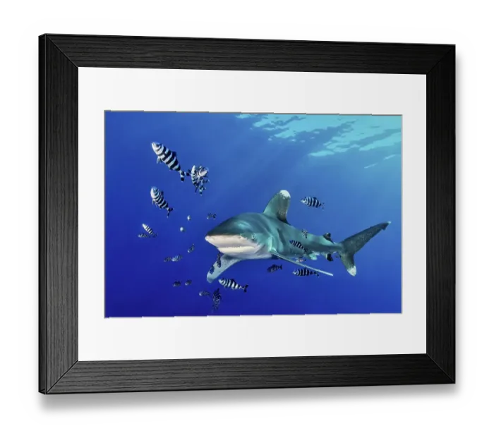 Framed Print : Oceanic whitetip shark (Carcharhinus longimanus) with Pilot Fish (Naucrates ductor)