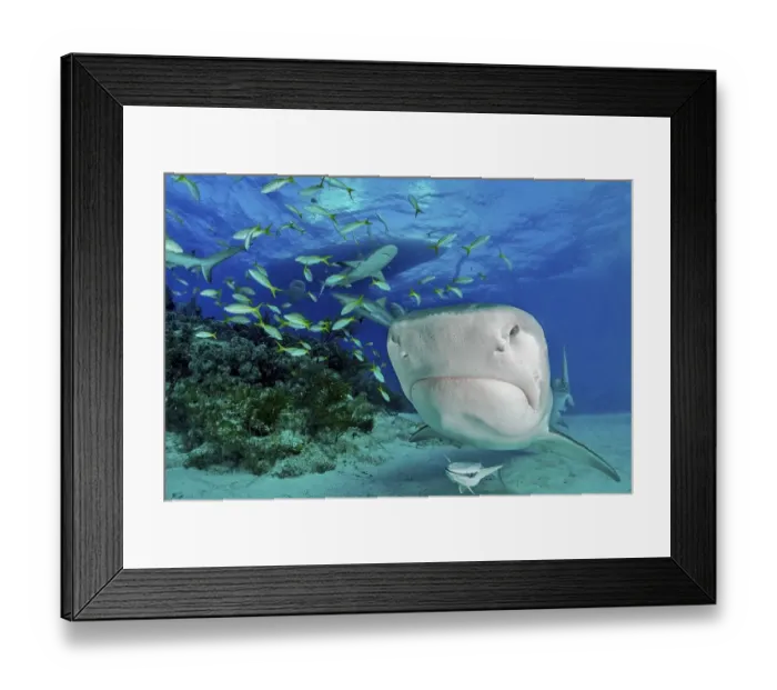 Framed Print : Tiger Shark (Galeocerdo cuvier) with a small school of fish Framed Print : Tiger Shark (Galeocerdo cuvier) with a small school of fish