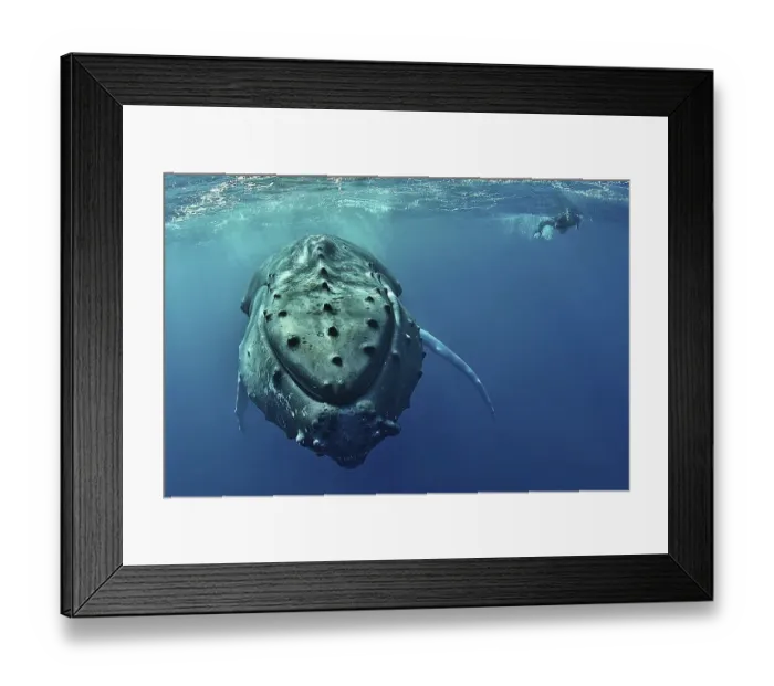 Framed Print : Humpback whale (Megaptera novaeangliae) with diver