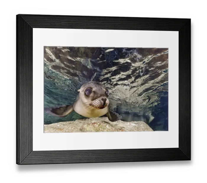 Framed Print : California sea lion (Zalophus californianus)