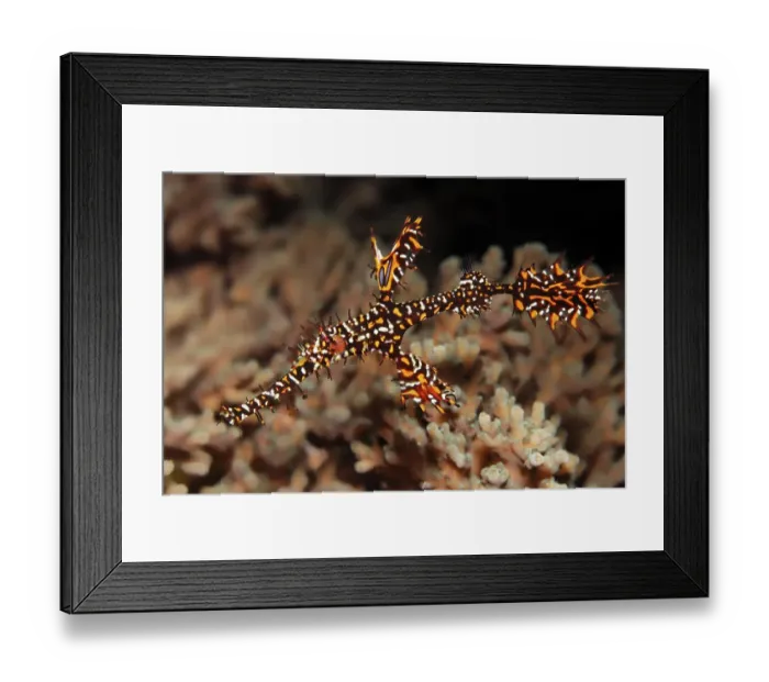 Framed Print : Ghost pipefish (Solenostomus paradoxus) swimming above coral (Agropora sp)
