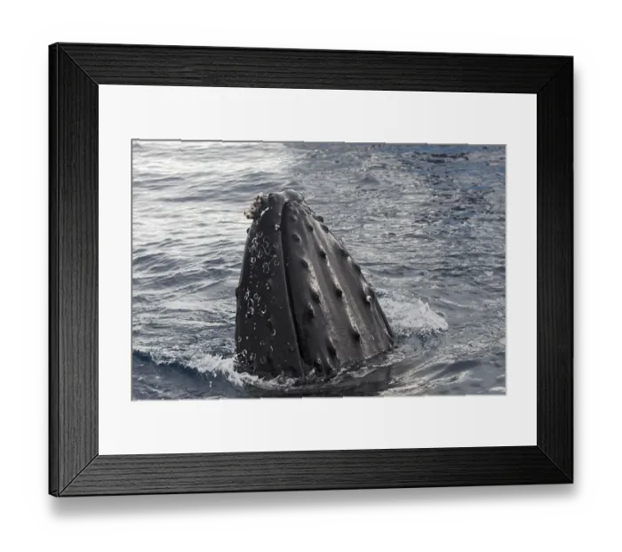 Framed Print : Humpback whale (Megaptera novaeangliae) with barnacles (Balanus sp) Framed Print : Humpback whale (Megaptera novaeangliae) with barnacles (Balanus sp)
