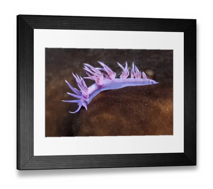 Framed Print : Violet Sea slug (Flabellina affinis) Sithonia Framed Print : Violet Sea slug (Flabellina affinis) Sithonia