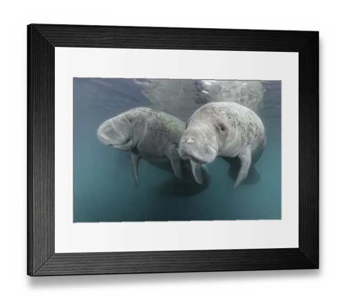 Framed Print : Two West Indian manatees (Trichechus manatus) Framed Print : Two West Indian manatees (Trichechus manatus)