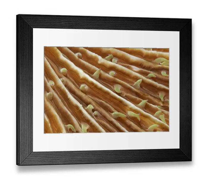 Framed Print : Polyps of mushroom coral (Fungiidae)