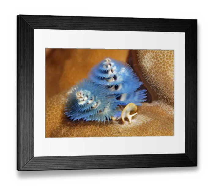 Framed Print : Christmas tree worm (Spirobranchus giganteus)