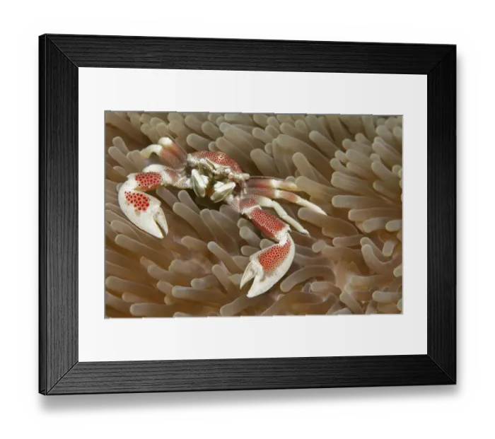Framed Print : Porcelain crab (Neopetrolisthes maculatus) on sea anemone (Actiniaria)