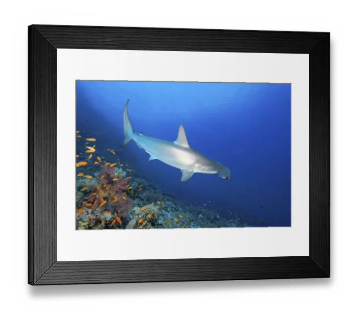 Framed Print : Scalloped Hammerhead (Sphyrna lewini) floats over coral reef Framed Print : Scalloped Hammerhead (Sphyrna lewini) floats over coral reef