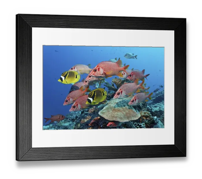 Framed Print : Swarm Sabre squirrelfish (Sargocentron spiniferum) Framed Print : Swarm Sabre squirrelfish (Sargocentron spiniferum)