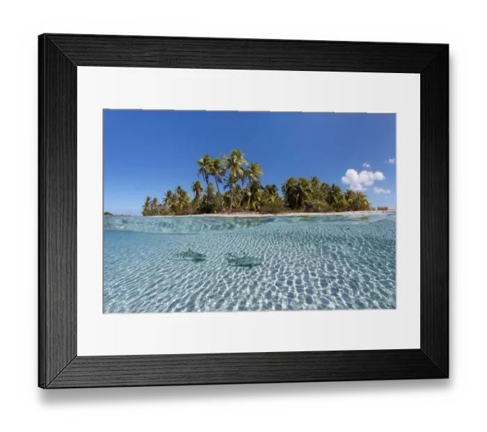 Framed Print : Island with palm trees, Blacktip reef shark (Carcharhinus melanopterus) floats over sandy bottom