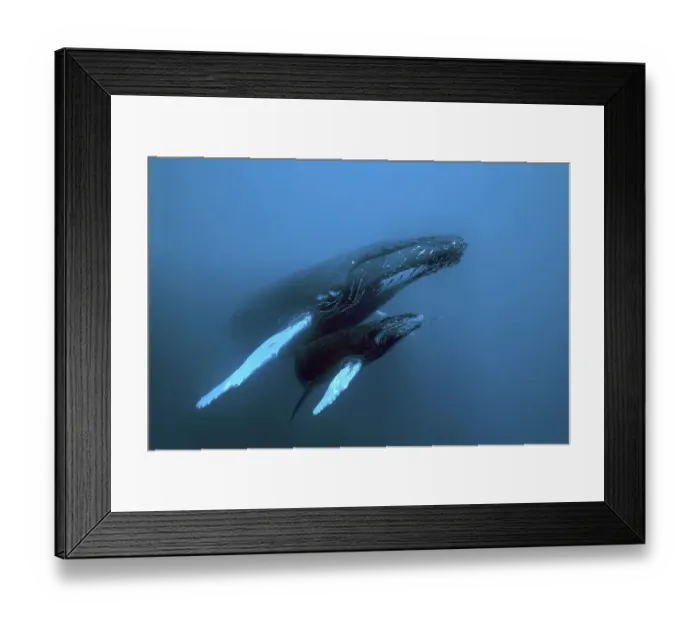 Framed Print : Humpback whale (Megaptera novaeangliae)