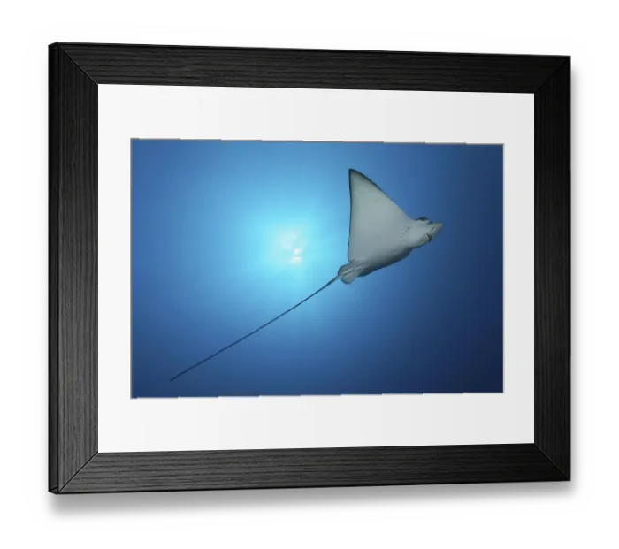 Framed Print : Spotted eagle ray (Aetobatus narinari)