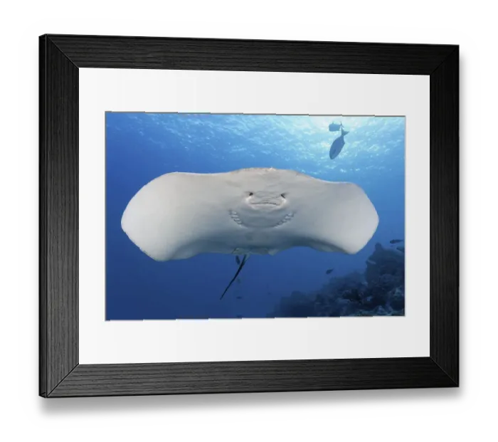 Framed Print : Pink whipray (Himantura fai) from below Framed Print : Pink whipray (Himantura fai) from below