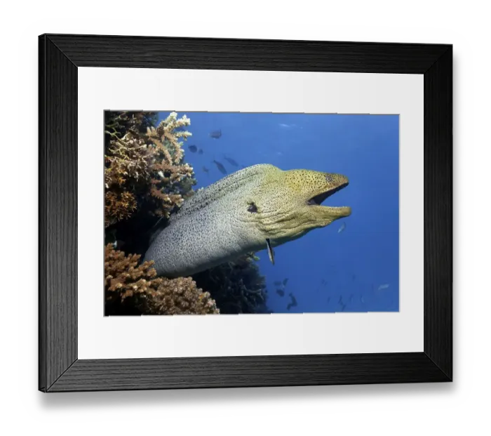 Framed Print : Giant Moray moray (Gymnothorax javanicus) with open mouth protrudes from hole in coral reef