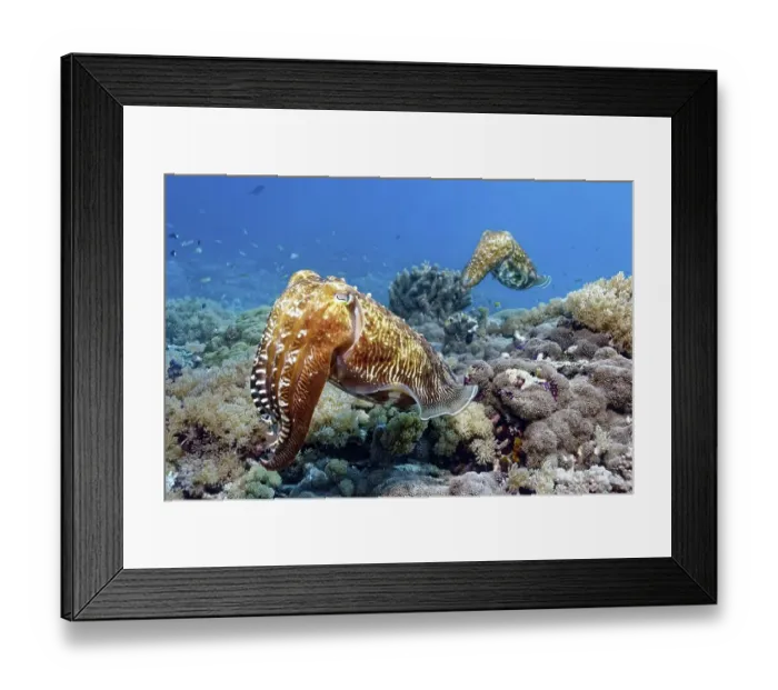 Framed Print : Pair Common cuttlefish (Sepia officinalis) Framed Print : Pair Common cuttlefish (Sepia officinalis)