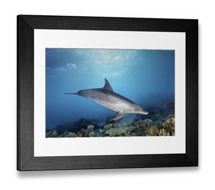 Framed Print : Bottlenose dolphin (Tursiops truncatus)