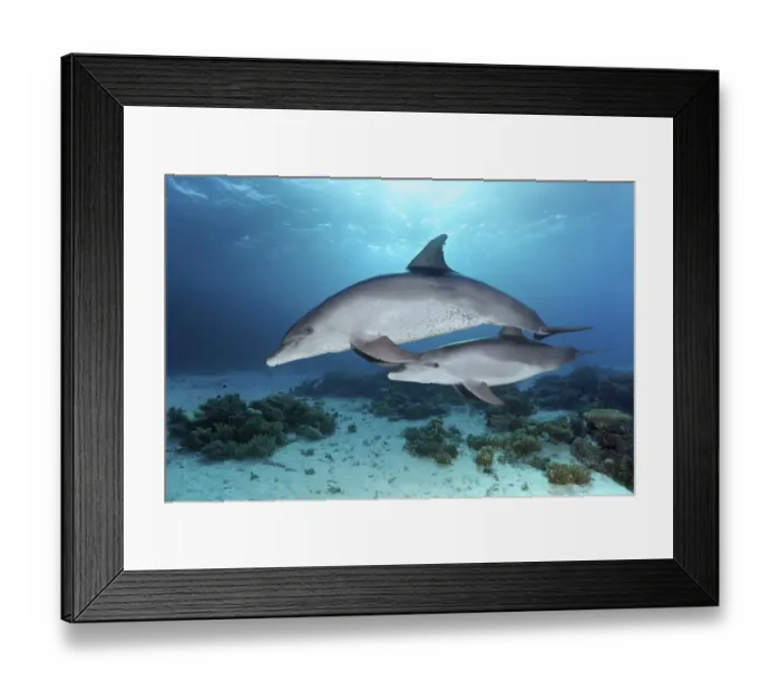Framed Print : Bottlenose dolphins (Tursiops truncatus)