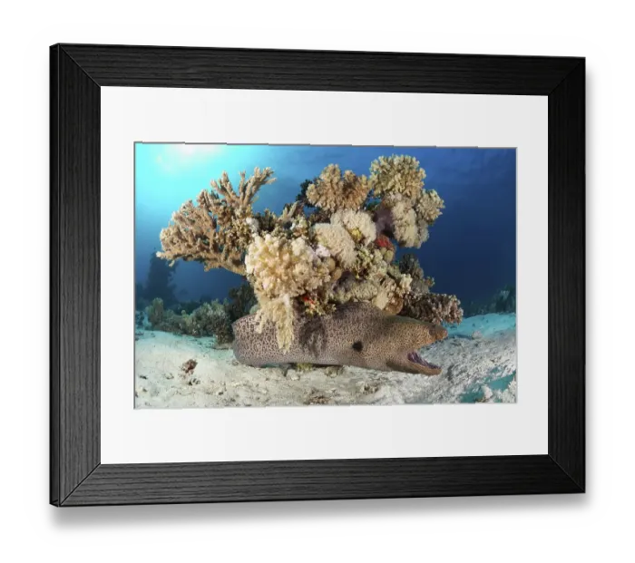 Framed Print : Giant Moray moray (Gymnothorax javanicus) lies on sandy bottom with open mouth Framed Print : Giant Moray moray (Gymnothorax javanicus) lies on sandy bottom with open mouth