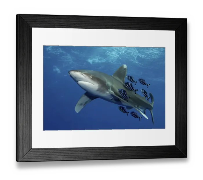 Framed Print : Oceanic whitetip shark (Carcharhinus longimanus) with Pilot Fish (Naucrates ductor) Framed Print : Oceanic whitetip shark (Carcharhinus longimanus) with Pilot Fish (Naucrates ductor)