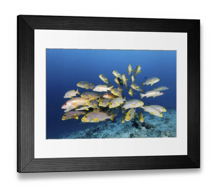 Framed Print : Swarm of Oriental sweetlips (Plectorhinchus vittatus) with Ehrenberg's Snapper (Lutjanus monostigma)