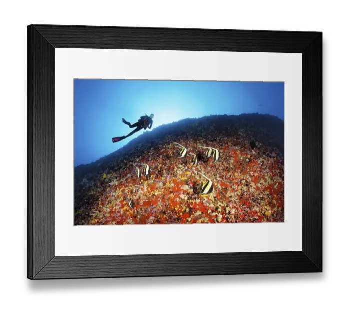 Framed Print : Diver observes Moorish idols (Zanclus cornutus) looking for food between corals and sponges on a steep face