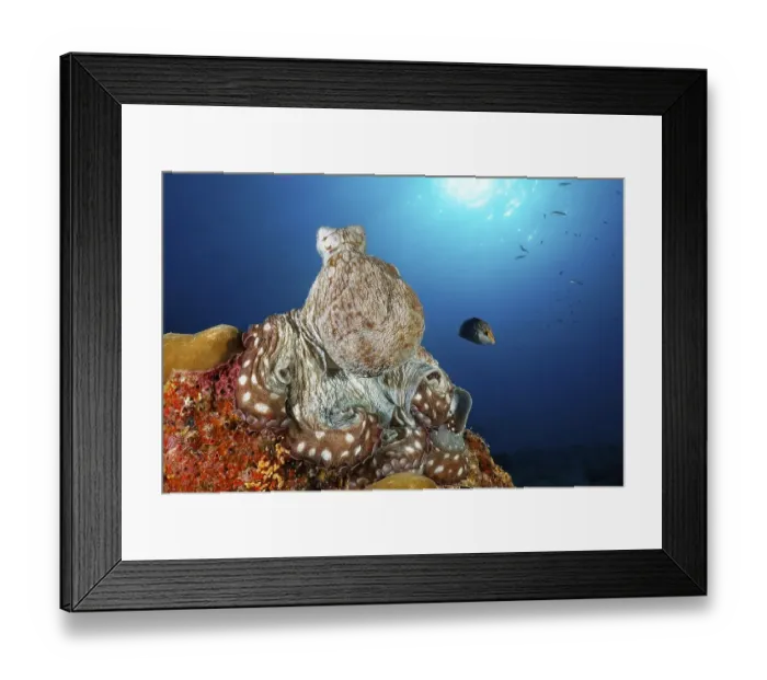 Framed Print : Common Octopus (Octopus vulgaris)