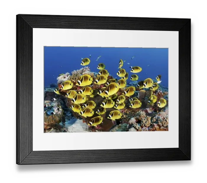 Framed Print : Swarm Raccoon butterflyfishes (Chaetodon lunula) Framed Print : Swarm Raccoon butterflyfishes (Chaetodon lunula)