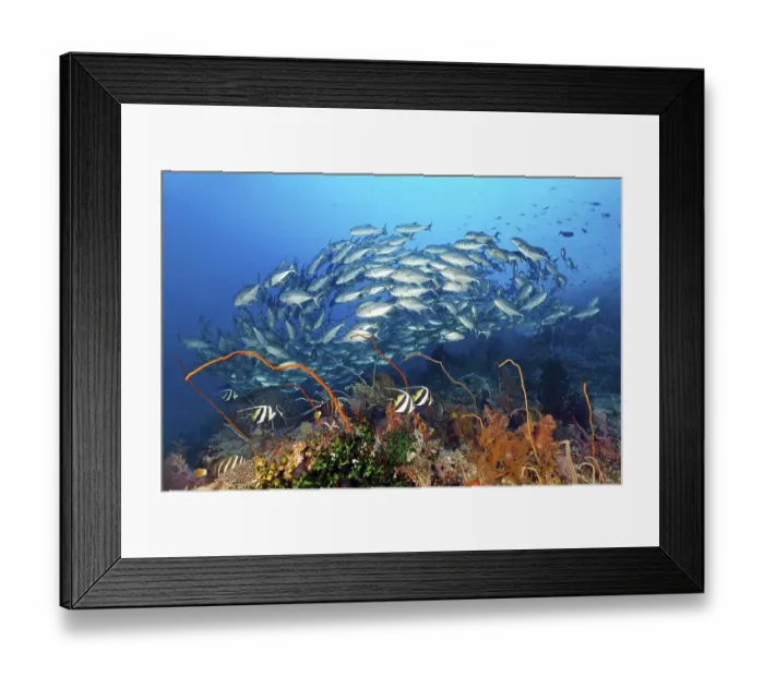 Framed Print : Coral reef with various soft corals (Octocorallia) and hard corals (Hexacorallia)