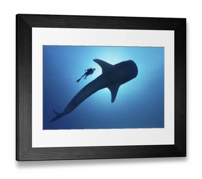 Framed Print : Sihouette of diver with Whale shark (Rhincodon typus) from below Framed Print : Sihouette of diver with Whale shark (Rhincodon typus) from below