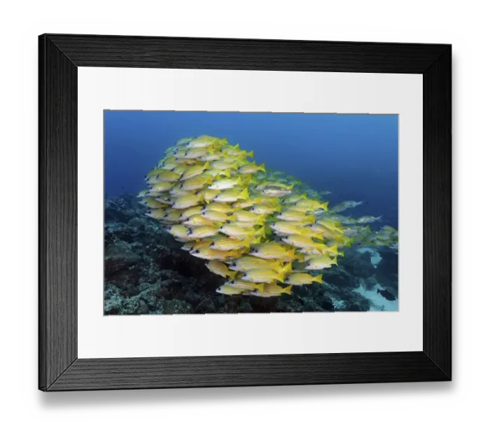 Framed Print : Swarm of fish Bluestripe snapper (Lutjanus kasmira) swims over coral reef