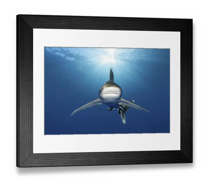Framed Print : Oceanic whitetip shark (Carcharhinus longimanus) from front Framed Print : Oceanic whitetip shark (Carcharhinus longimanus) from front