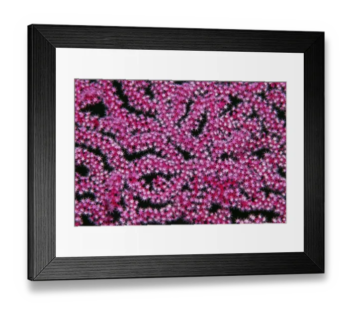 Framed Print : Open coral polyps on Mopsella sea fan (Mopsella) Pacific