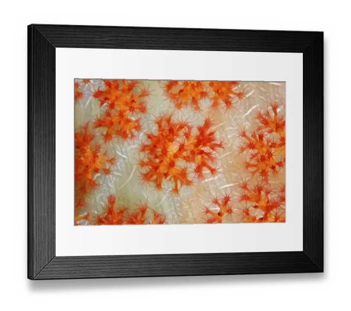 Framed Print : Open coral polyps on the trunk of a soft coral (Dendronephthya) Framed Print : Open coral polyps on the trunk of a soft coral (Dendronephthya)