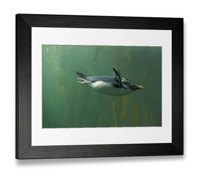 Framed Print : Rockhopper Penguin (Eudyptes chrysocome)
