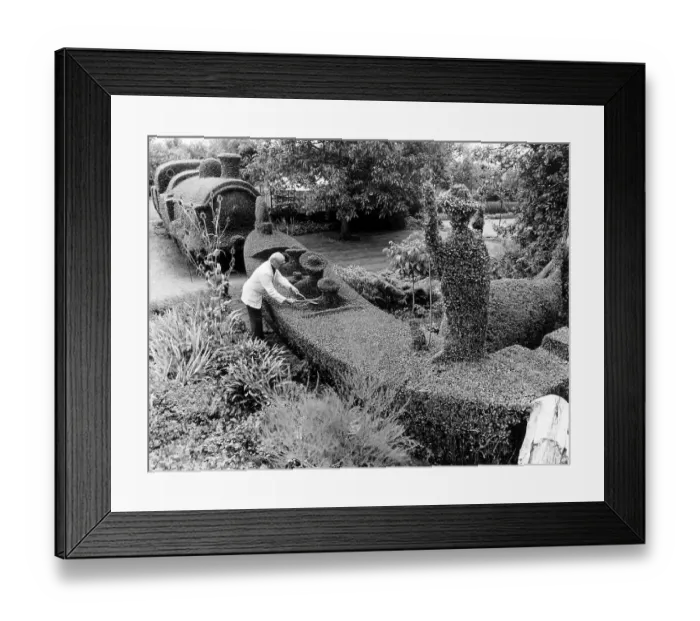 Framed Print : Gardener cuts hedges in the shape of a gondola Framed Print : Gardener cuts hedges in the shape of a gondola