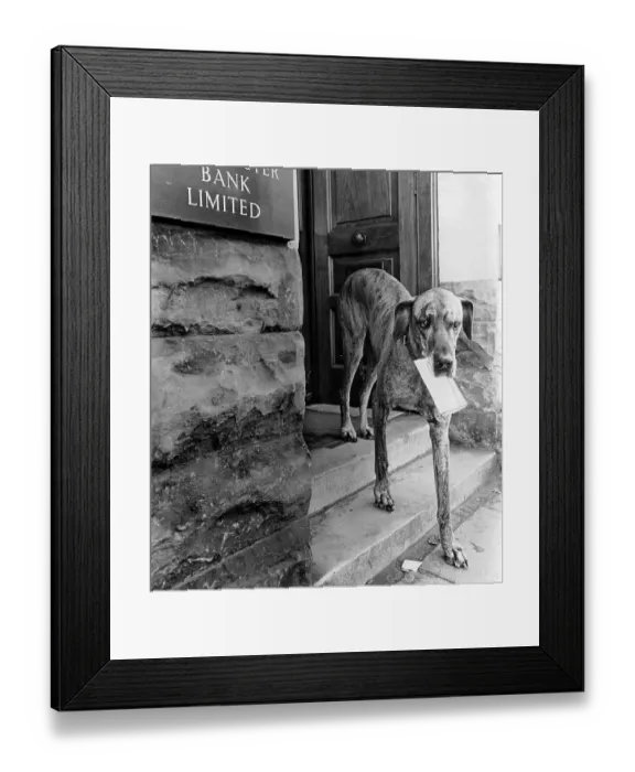 Framed Print : Dog carries letter, England, Great Britain