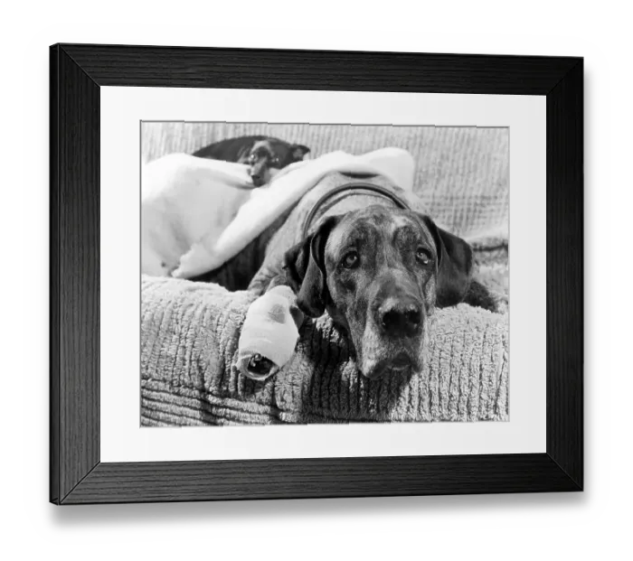 Framed Print : Dog with association, England, Great Britain