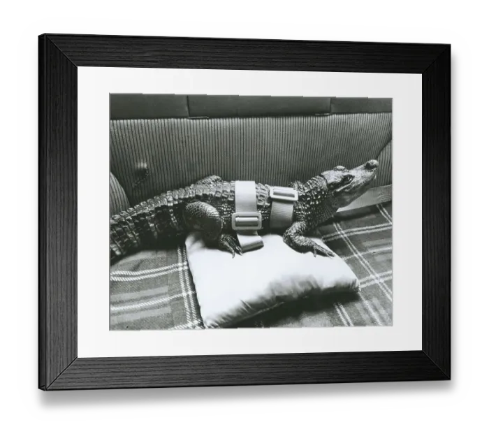 Framed Print : Buckled crocodile in the car, England