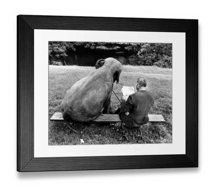 Framed Print : Elephant and man on park bench Framed Print : Elephant and man on park bench