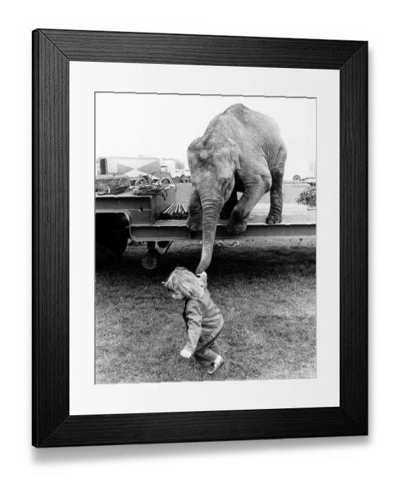 Framed Print : Girl pulls elephant on trunk, England Framed Print : Girl pulls elephant on trunk, England