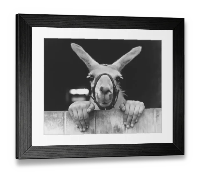 Framed Print : Llama with hands, England, Great Britain