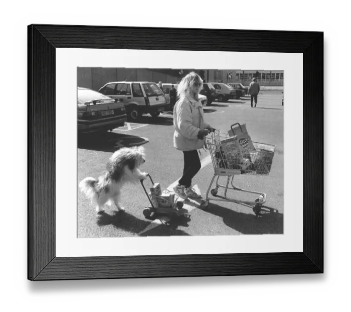 Framed Print : Dog pushes shopping cart, England, Great Britain Framed Print : Dog pushes shopping cart, England, Great Britain