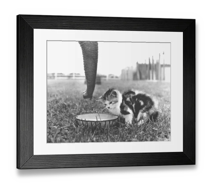 Framed Print : Kittens and elephants drink from bowl