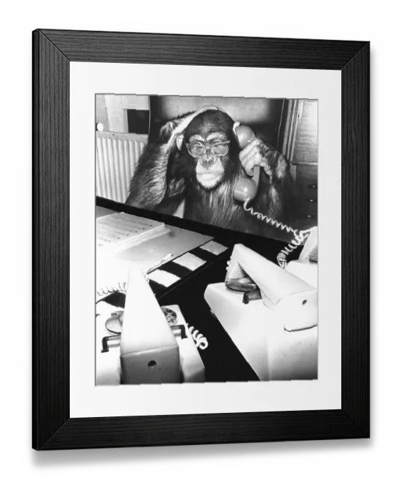 Framed Print : Chimpanzee on the phone, England, Great Britain Framed Print : Chimpanzee on the phone, England, Great Britain
