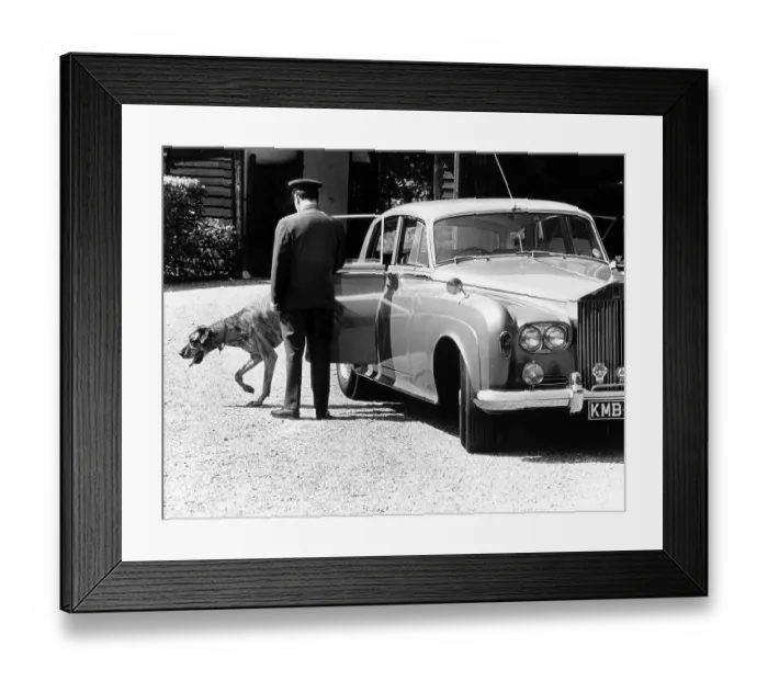 Framed Print : Dog gets out of Rolls Royce Limousine