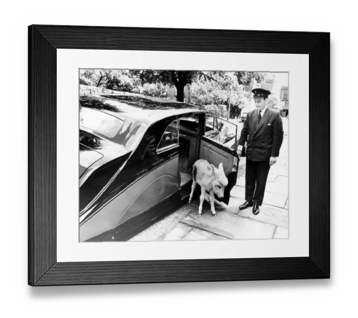 Framed Print : Chauffeur opens the car door for donkeys Framed Print : Chauffeur opens the car door for donkeys