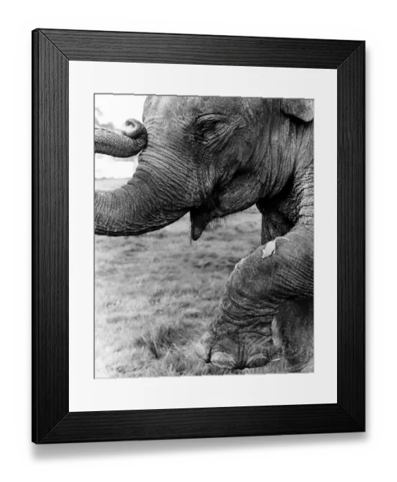 Framed Print : Mouse on elephant leg, England, Great Britain
